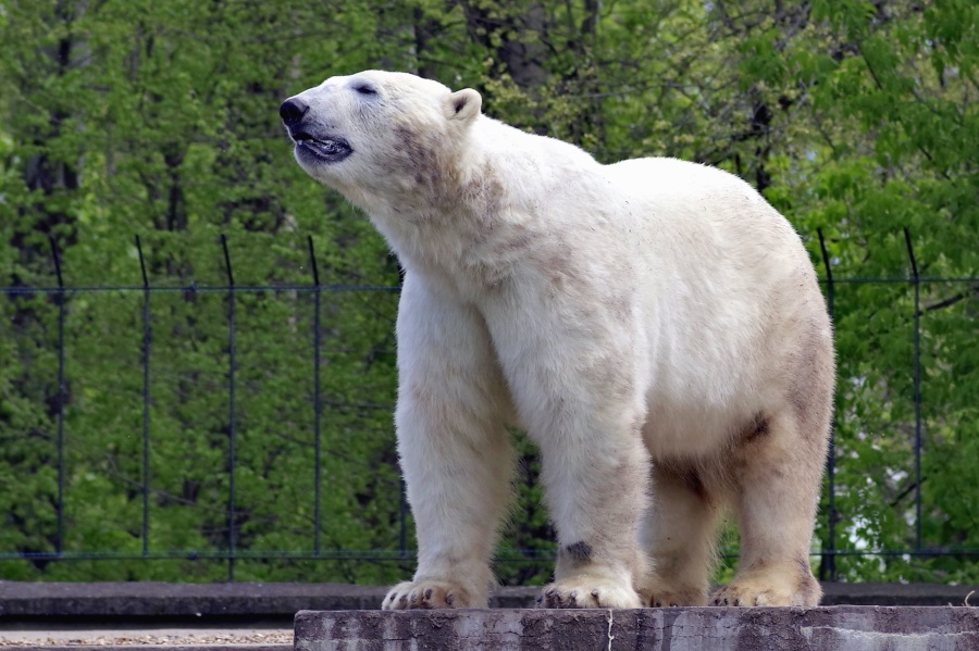 medvjed, polarni medvjed, životinje, krzno, drveće, ograde