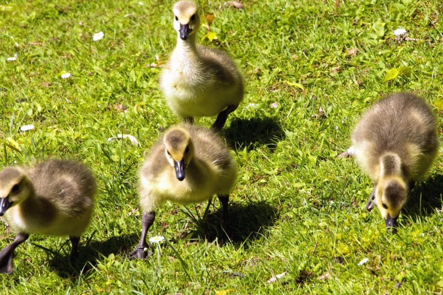 grass, animals, feathers, nature, ducklings