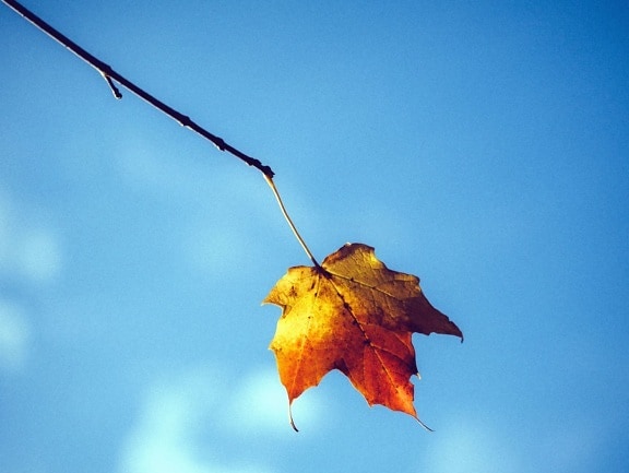 Foglia, ramo, cielo, autunno