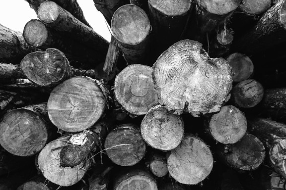 dřevo, stromy, hromada, texturu