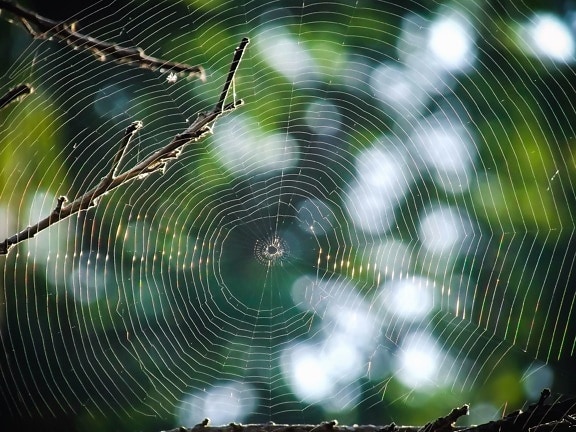 spider, web, branch, trap, thread, insect, animal