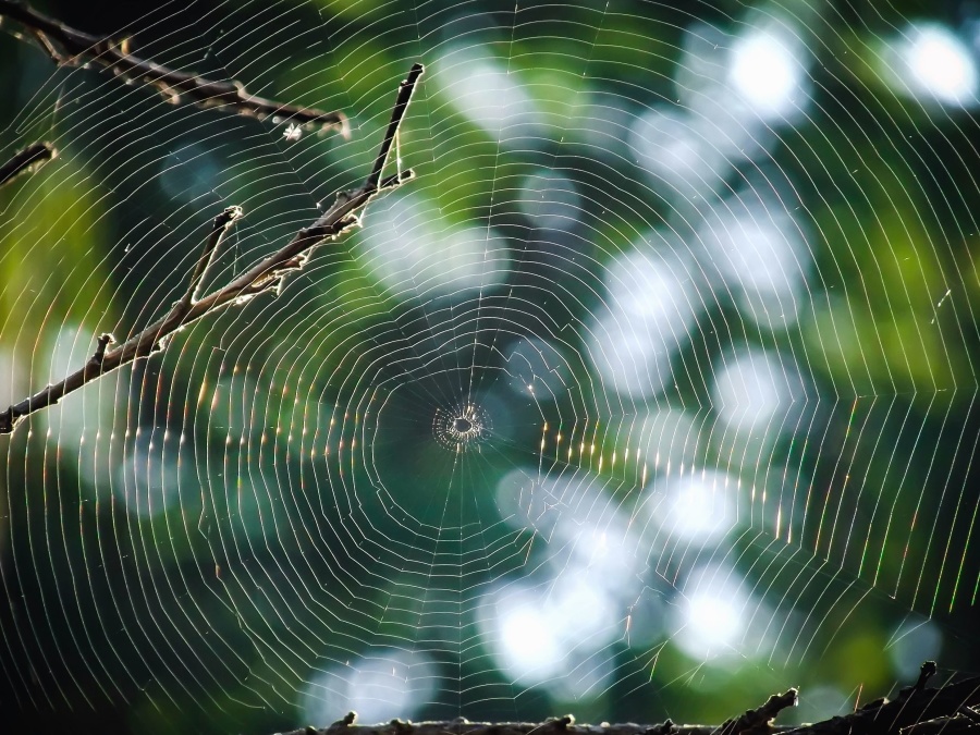 Spider web, gren, fälla, tråd, insekt, djur