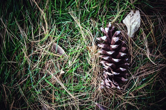 cone, fir, grass, nature, forest, soil