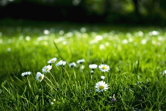 flowers, grass, nature, field, meadow