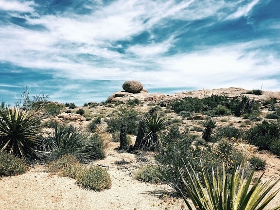desert, landscape, plants, cactus, leaves, sky, dry, rock