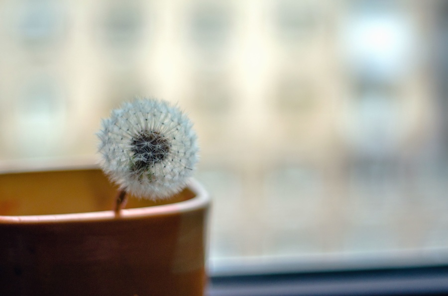 dandelion, still life, cup, plant, seed