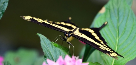 motýľ, hmyzu, lístia, krídla, farebný, kvet