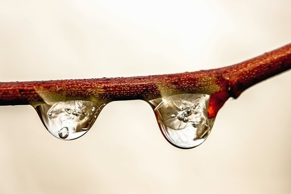 transparent, water, dew, branch