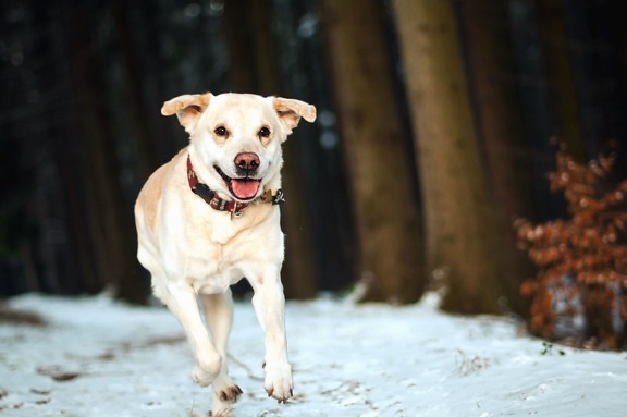 con chó, tuyết, gỗ, rừng, mùa đông, động vật
