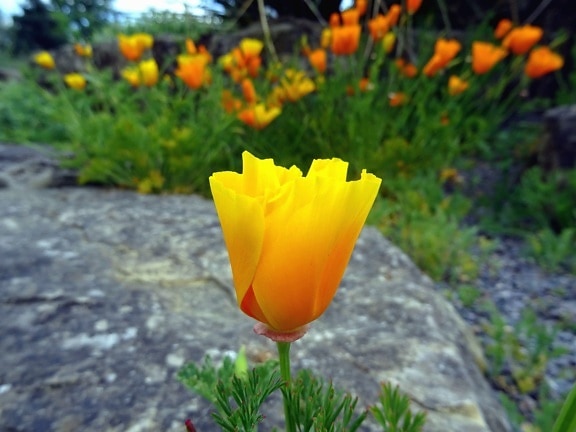 kvetina, tulipán, kvitnúce, okvetné lístky, prírode, záhrade, kameň