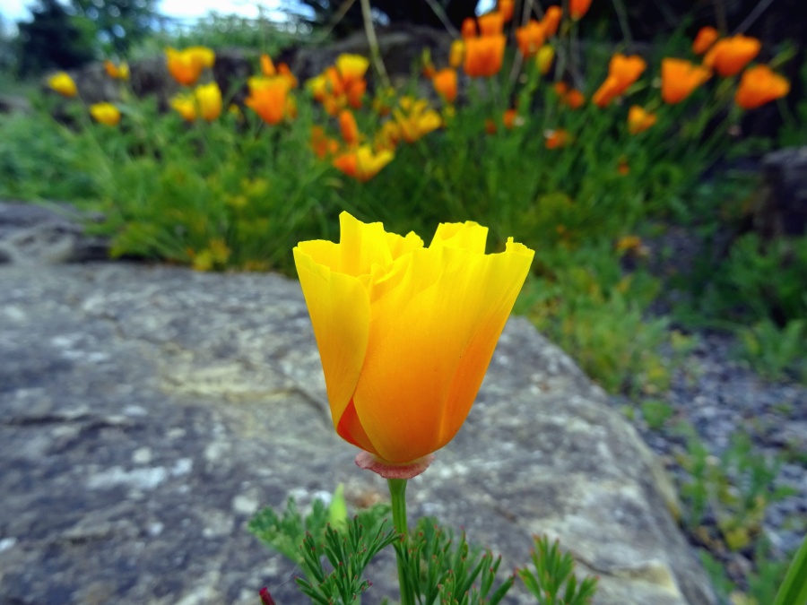 Fiore, tulipano, fioritura, petali, natura, giardino, pietra