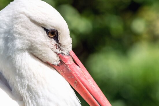 stork, bird, animal, head, eye, feathers