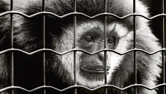 monkey, mammal, animal, cage, metal