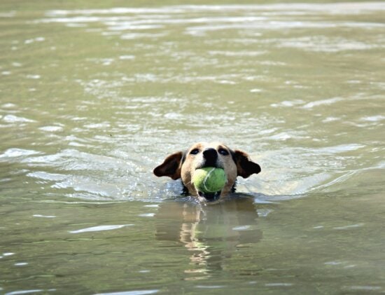 dog, water, river, swim, pet