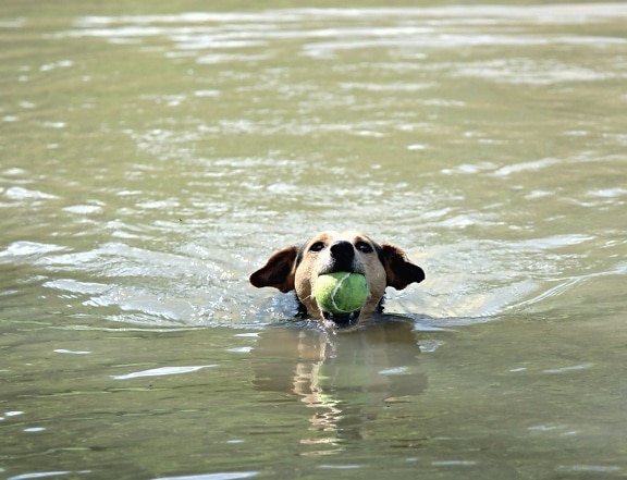 狗, 水, 河, 游泳, 宠物