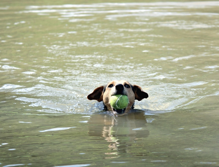 собака, вода, река, плавать, ПЭТ