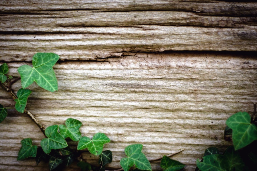 Деревина стіни текстура, Плющ, лист, завод