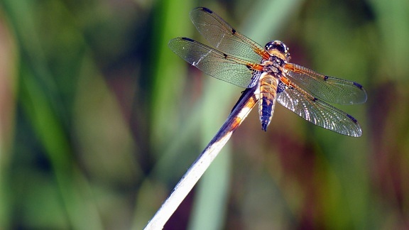 dragonfly, insect, wings, wetland, reed