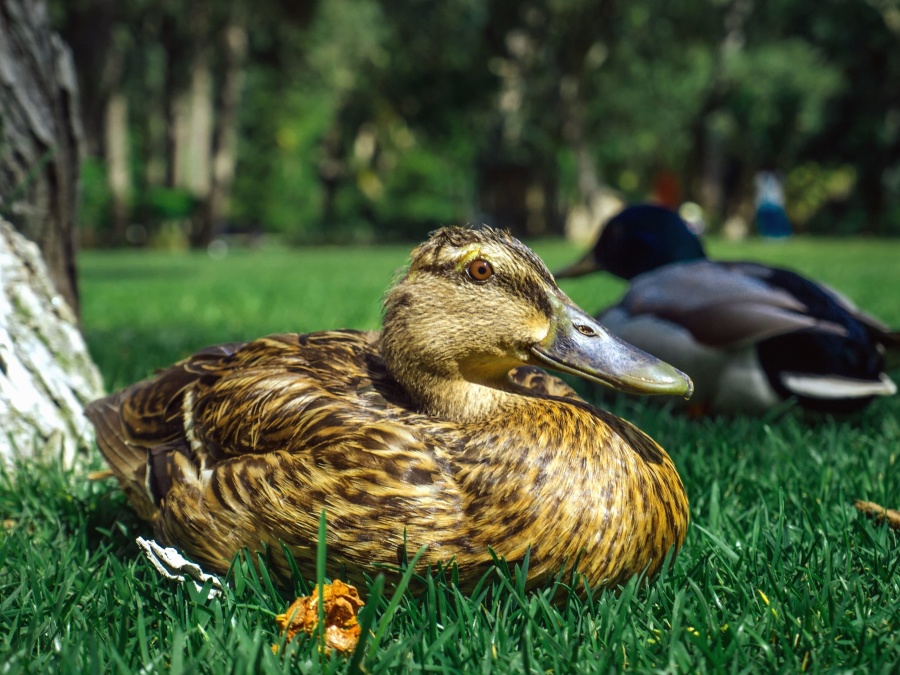 duck, grass, nature, feathers, beak