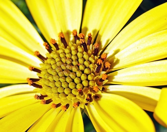 Fleur, pollen, pétales, nature, jardin, pistil, flower, sunflower, daisy, yellow, plant