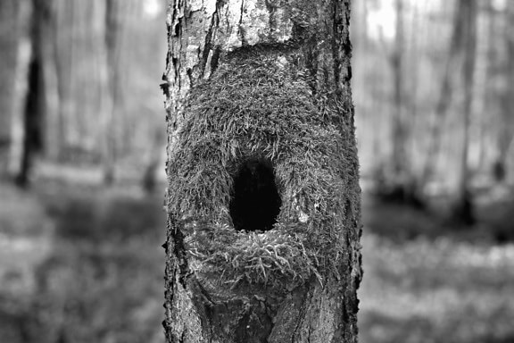 木头, 树皮, 森林, 巢