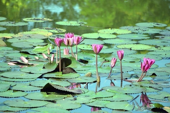 water lily, leaves, flowers, blossom, lotus, plant