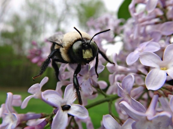 bee, honey, insect, flower, flowers, petals, pollen