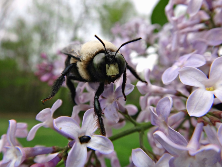 Pszczoła, miód, owad, kwiat, kwiaty, płatki, pyłek