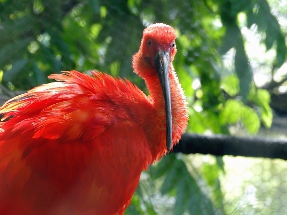 ibis, animal, red, beak, bird, feather, nature