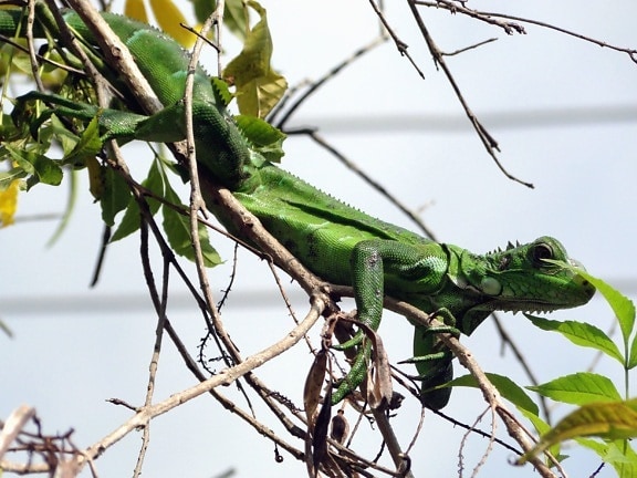iguana, lizard, wood, camouflage, animal, nature