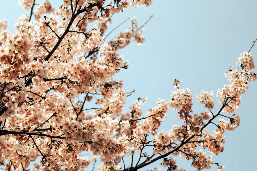 나무, 분 지, 꽃, 하늘, 봄
