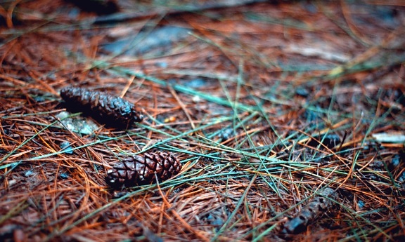 pinecone, seed, tree, soil, forest, nature