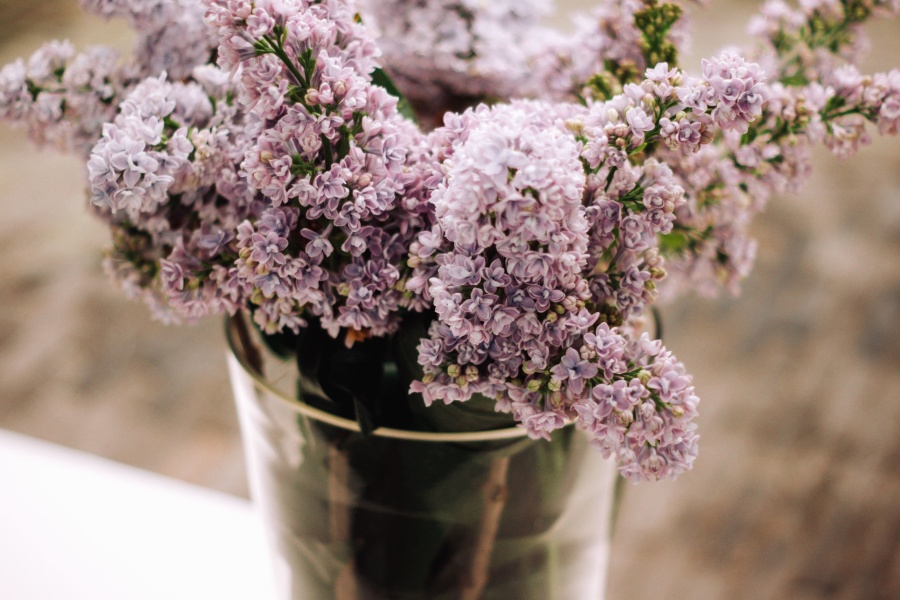 lilac, flower, flowering, flowerpot, water