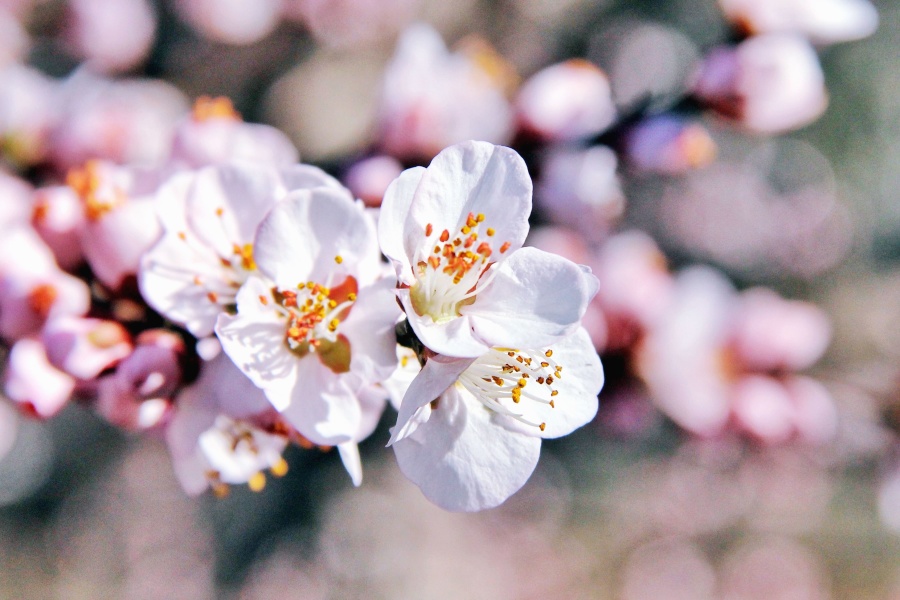 цветок, Лепесток, вишня, Весна, растений, дерево