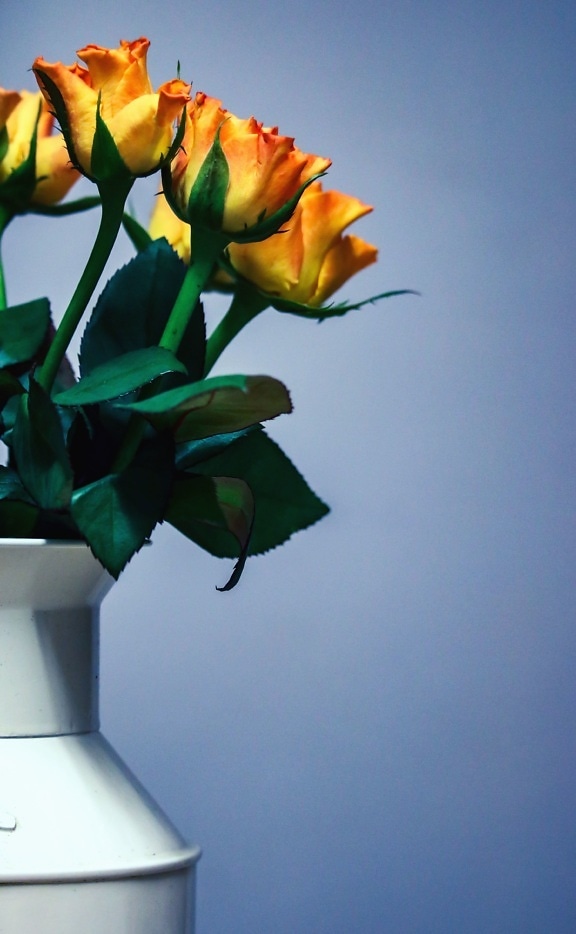Vaso, bouquet, rose, decorazione, stanza