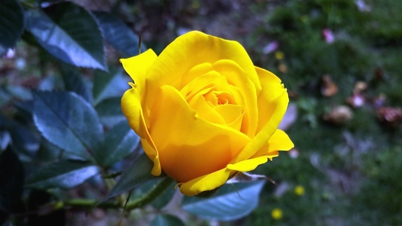 Жовті троянди пелюсток троянди, цвітіння, рослини, сад