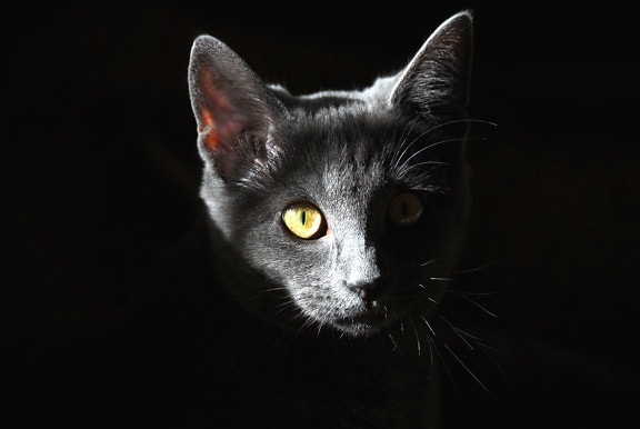 γάτα, γατάκι, τα μάτια, τα αυτιά