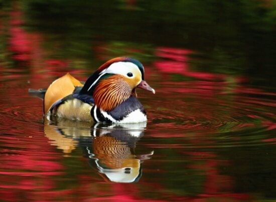 bird, colorful, water, feather, beak, lake