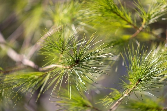 Conifer відділення флори, зелений, дерев