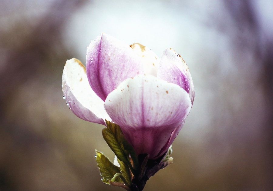 magnolia, flower, garden, petals, rain