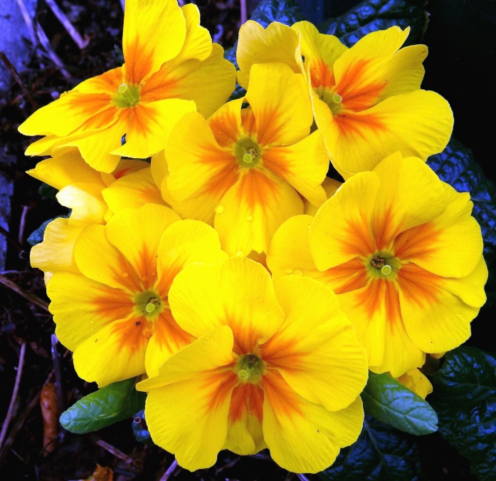 Flor amarilla, floración, pétalos, primavera