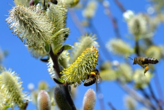 Jardin, nature, abeille, pollinisation, arbre, branche