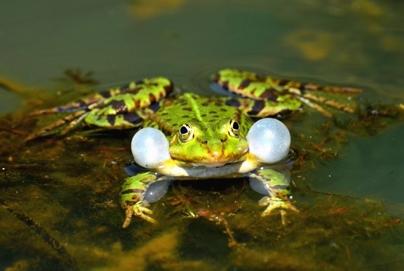 žaba, jezero, voda, amfibija, životinja