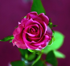 Free picture: rose, flower, petal, garden, leaf