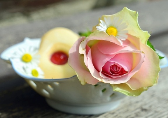 ros, blomma, tabell, skål, kronblad, keramik