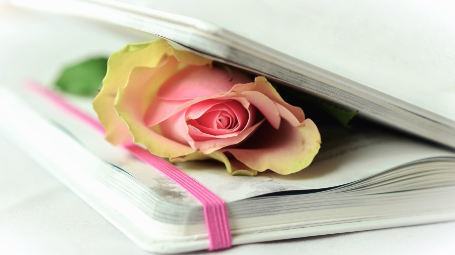 Rosa, libro, pétalos, cubierta, hoja, papel