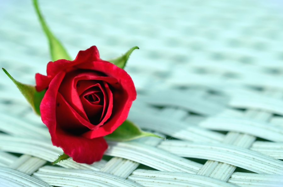Rose blomst petal, bud, dekorasjon