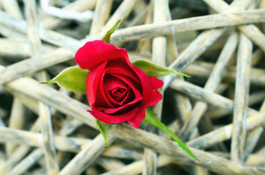 Rose, knopp, blomma, kronblad