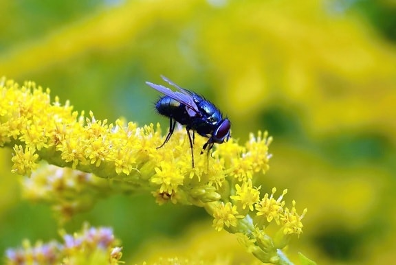 flies, insect, flower, branch, spring