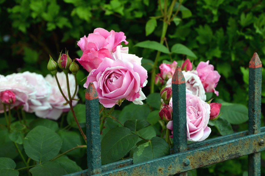 Rosa, flor, pétalos, cerca, metal, jardín, hoja